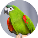 Red-Shouldered Macaw