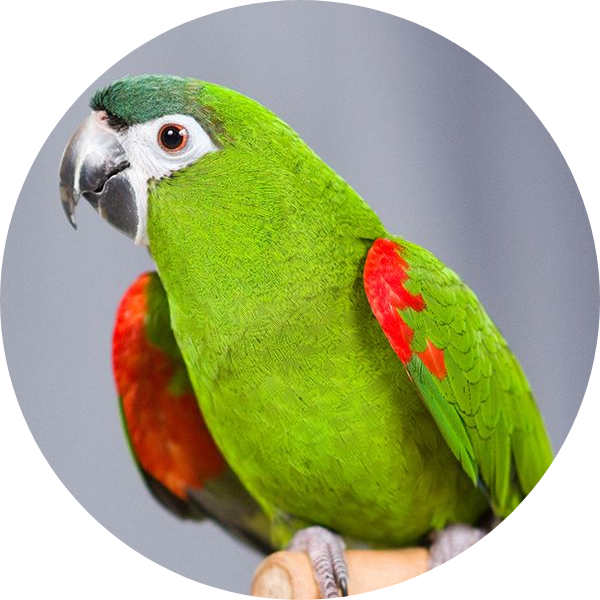 Red-Shouldered Macaw