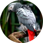 Cango african grey parrot