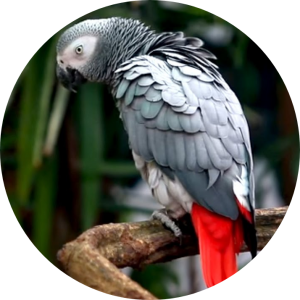 Cango african grey parrot