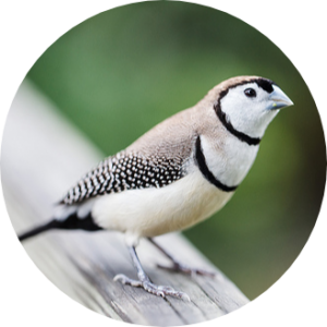 Owl Finch