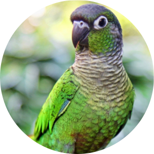 green cheek conure