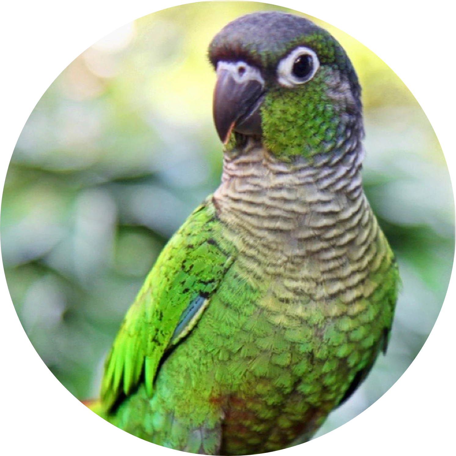 green cheek conure