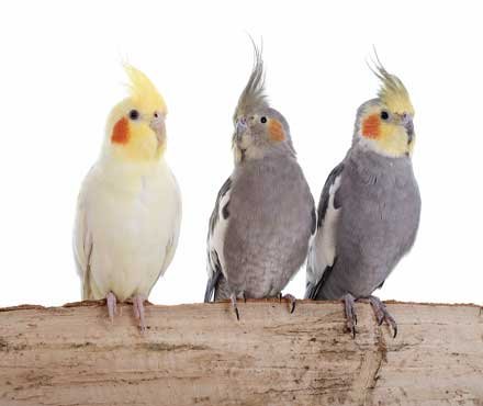 guide about cockatiels