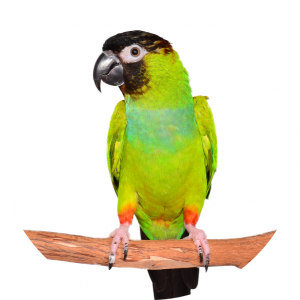 nanday conure