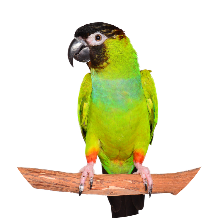 nanday conure