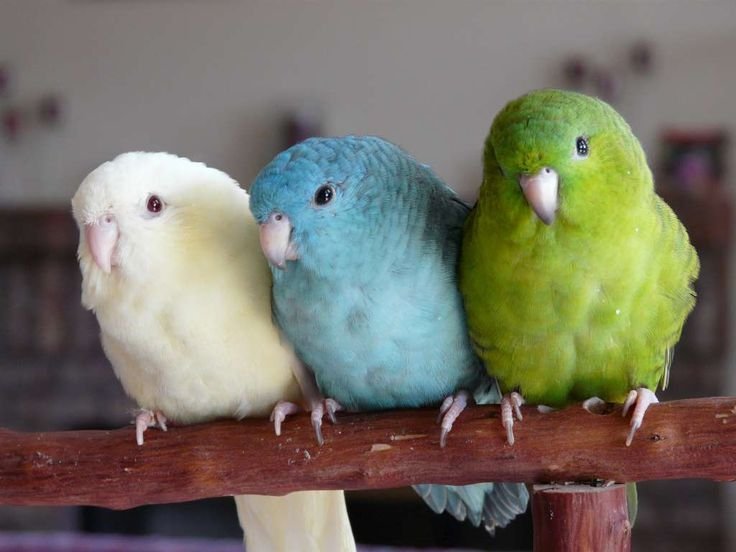 parrotlet information