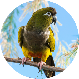 Patagonian Conure