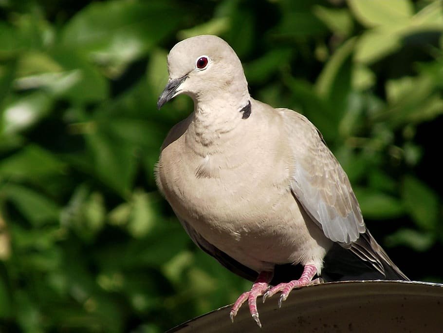 pet dove bird