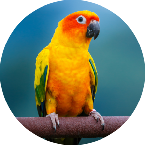 sun conure