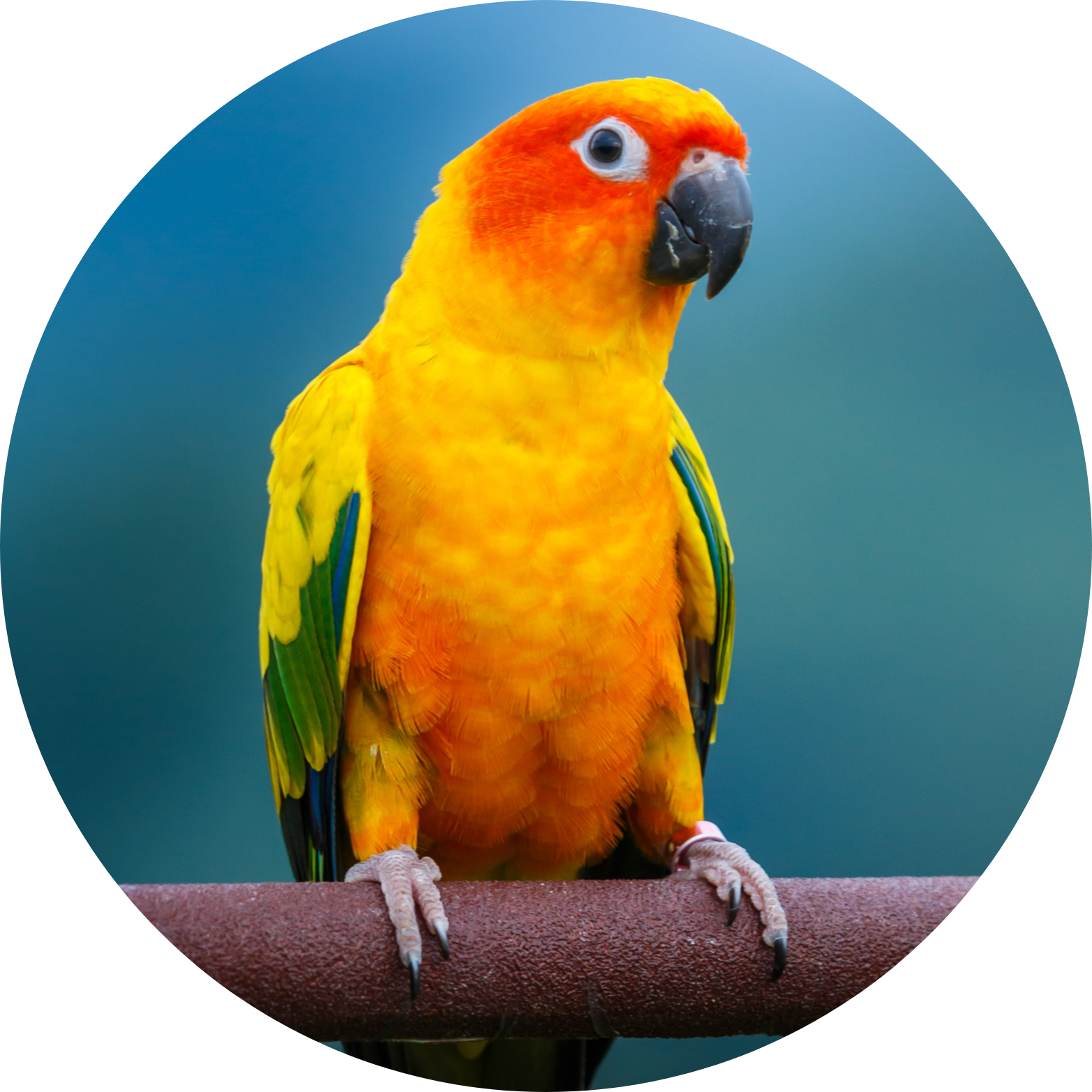 sun conure