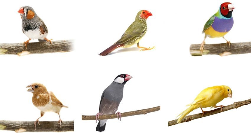 types of finches