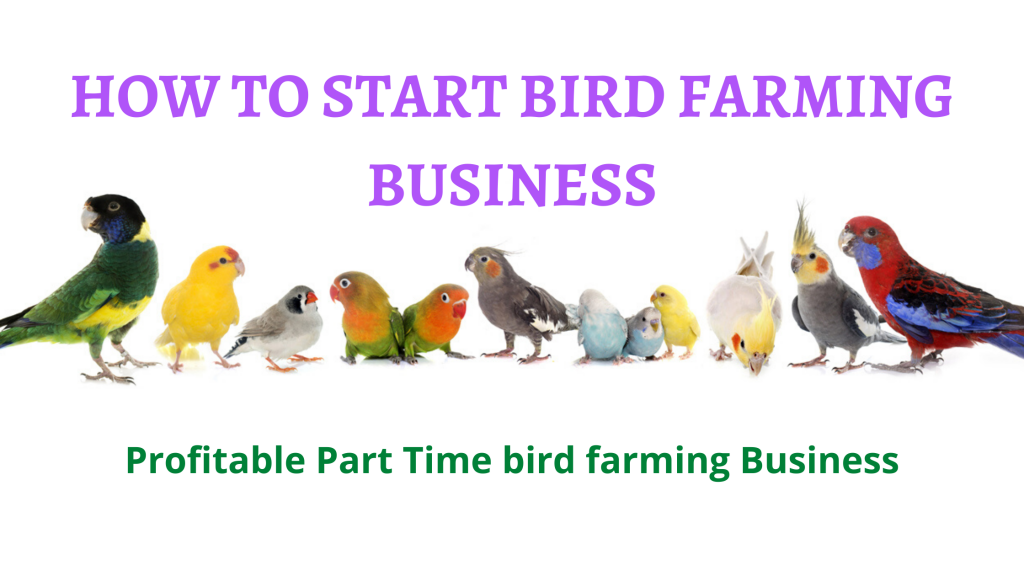 BIRD FARMING BUSINESS