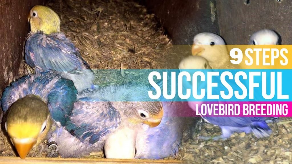 9 Steps to Successful Lovebird Breeding
