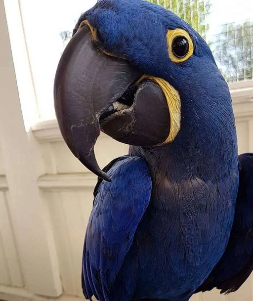 HYACINTH MACAW