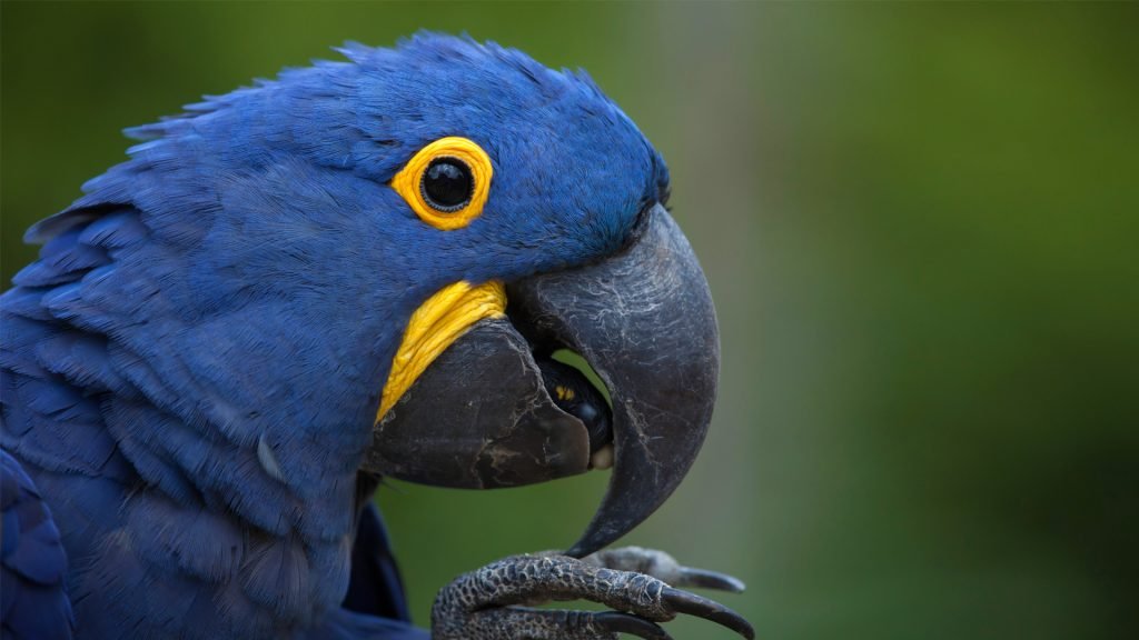 Hyacinth Macaw Facts