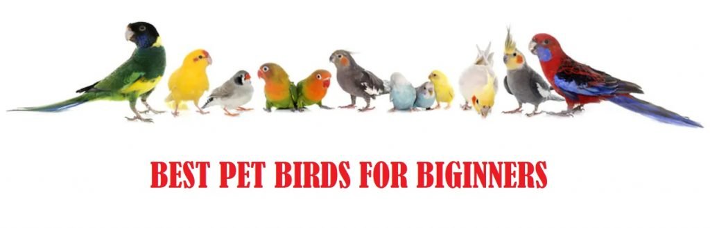 best-pet-birds-for-beginners