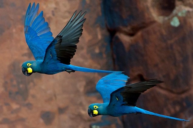 Lear's_Macaw