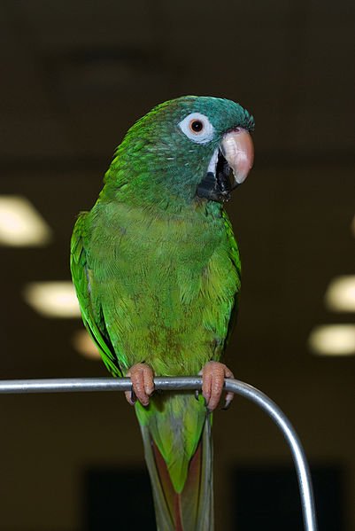 Blue Crowned Conure