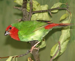 Red Throated Parrot Finch