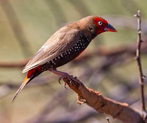 Painted Firetail