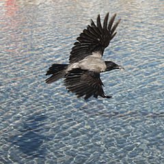 In flight