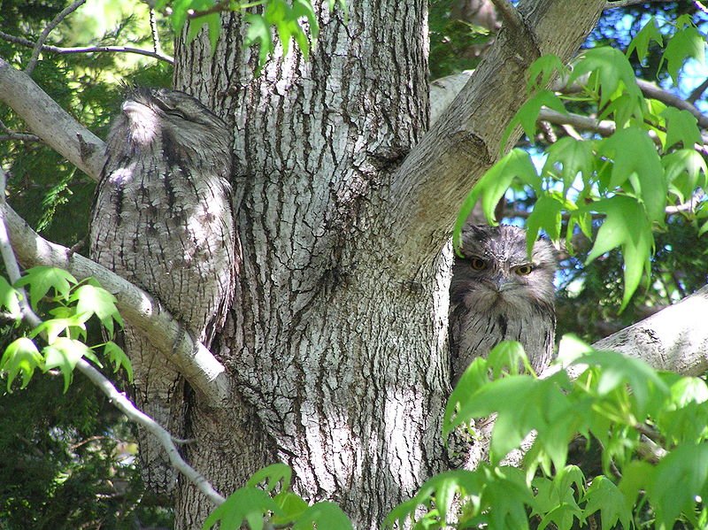 Tawny Frogmouth Camouflage