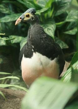 Maleo