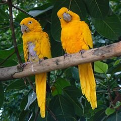 Golden Conures