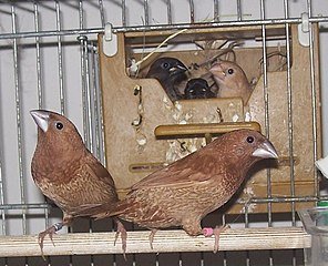 Society finches