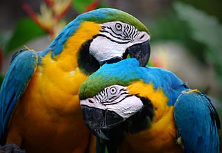 Macaw pair