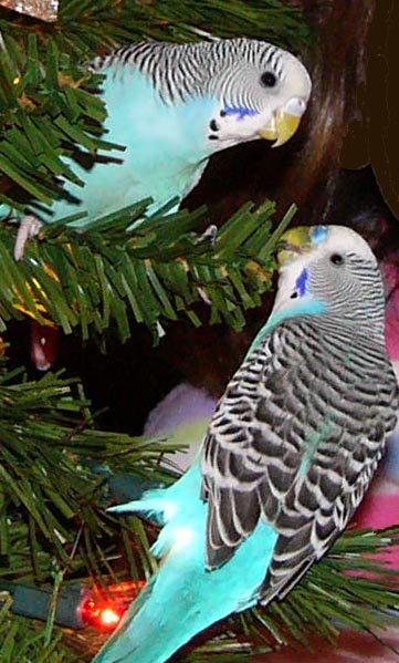 Budgerigar pair