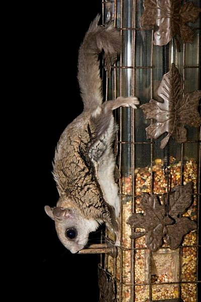 Flying Squirrel